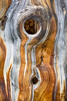 Dead Swiss Stone Pine -Pinus cembra-, detail Dead Swiss Stone Pine -Pinus cembra-, detail