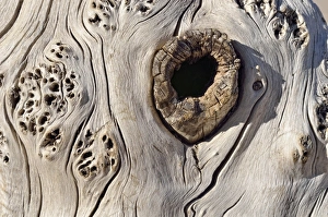 Dead tree trunk, detail, bleached by the sun and wind, Great Sand Dunes National Park Dead tree trunk, detail, bleached by the sun and wind, Great Sand Dunes National Park