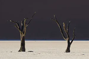 Dead trees in the area known as the Deadvlei which is deep within the confines of Dead trees in the area known as the Deadvlei which is deep within the confines of