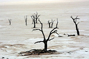 Dead trees in Dead Vlei or Deadvlei, Namib, Hardap Region, Namibia Dead trees in Dead Vlei or Deadvlei, Namib, Hardap Region, Namibia