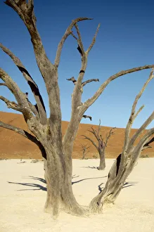 <b class=qtipBold><figcaption>Dead Vlei, Sossusvlei, Namibia</figcaption></b><br>Dead Vlei is a dry pan in the Namib Desert with long-dead Acacia trees.Sunrise<br><em>© ? Ben Cranke</em> Dead Vlei, Sossusvlei, Namibia