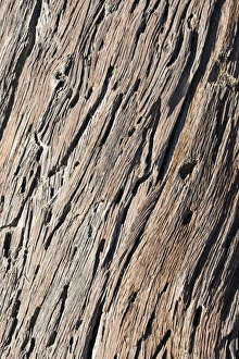 Dead wood, detail, Dead Pan, Sossusvlei, Namib Desert, Namibia Dead wood, detail, Dead Pan, Sossusvlei, Namib Desert, Namibia