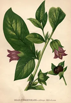 <b class=qtipBold><figcaption>Deadly Nightshade</figcaption></b><br>circa 1800: Atropa belladonna, deadly nightshade. (Photo by Hulton Archive/Getty Images) Deadly Nightshade