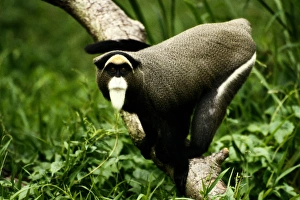 DeBrazzas monkey (Cercopithecus neglectus) in tree, Africa DeBrazzas monkey (Cercopithecus neglectus) in tree, Africa