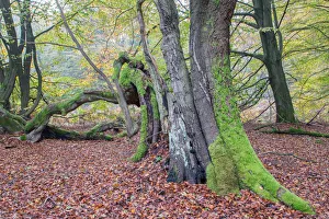 Decaying Beech -Fagus sylvatica- in autumn forest, primeval forest Sababurg, North Hesse Decaying Beech -Fagus sylvatica- in autumn forest, primeval forest Sababurg, North Hesse