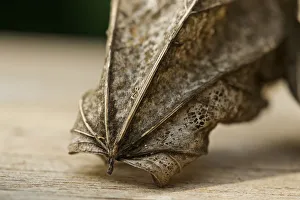 <b class=qtipBold><figcaption>Decaying Leaf Macro</figcaption></b><br>A close up photograph of leaf during the changeover from summer to autumn turning a golden colour.<br><em>© © Simon Gakhar</em> Decaying Leaf Macro