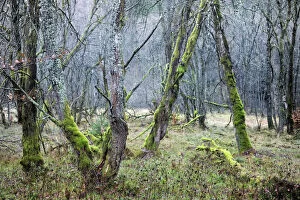Rough Gallery: Deciduous forest with gnarled trees overgrown by moss and lichen