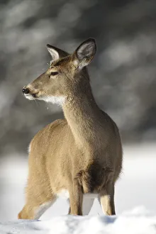 <b class=qtipBold><figcaption>Deer In Winter</figcaption></b><br>White-tailed Deer in winter snow.<br><em>© copyright 2016</em> Deer In Winter