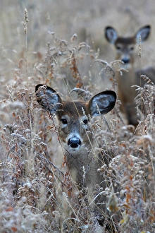 <b class=qtipBold><figcaption>Deers</figcaption></b><br>Deers in dried grass field.<br><em>© Jim Cumming</em> Deers