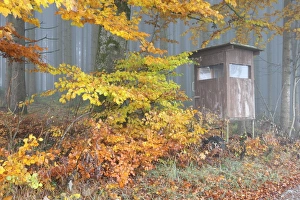 Deerstand underneath the colourful autumn leaves of a beech -Fagus sylvatica-, Unterallgaeu, Allgaeu, Bavaria, Germany Deerstand underneath the colourful autumn leaves of a beech -Fagus sylvatica-, Unterallgaeu, Allgaeu, Bavaria, Germany