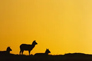 <b class=qtipBold><figcaption>Defassa waterbuck females at sunrise</figcaption></b><br>Defassa waterbuck females at sunrise (Kobus ellipsiprymnus defassa). Maasai Mara National Reserve, Kenya. August 2015.<br><em>© Anup Shah</em> Defassa waterbuck females at sunrise