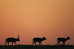<b class=qtipBold><figcaption>Defassa waterbuck at sunrise</figcaption></b><br>Defassa waterbuck at sunrise (Kobus ellipsiprymnus defassa). Maasai Mara National Reserve, Kenya. September 2015.<br><em>© Anup Shah</em> Defassa waterbuck at sunrise