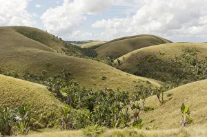 Deforested hills with forests of Travellers Trees or Travellers Palms -Ravenala Deforested hills with forests of Travellers Trees or Travellers Palms -Ravenala