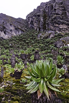 Rwenzori Mountains National Park Gallery: Dendrosenecio, Rwenzori Mountains, Uganda