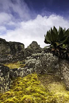 Rwenzori Mountains National Park Gallery: Dendrosenecio, Rwenzori Mountains, Uganda