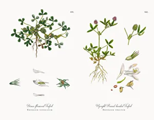 Dense-flowered Trefoil, Trifolium suffocatum, Victorian Botanical Illustration, 1863 Dense-flowered Trefoil, Trifolium suffocatum, Victorian Botanical Illustration, 1863