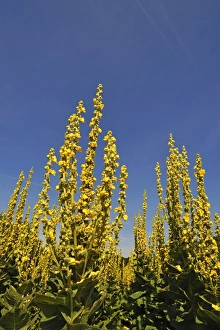 Denseflower mullein -Verbascum densiflorum-, against blue sky, Bavaria, Germany Denseflower mullein -Verbascum densiflorum-, against blue sky, Bavaria, Germany