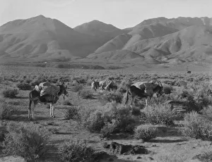 <b class=qtipBold><figcaption>Desert Burros</figcaption></b><br>Pack donkeys in Death Valley, California, circa 1935. (Photo by Padilla/Henry Guttmann/Hulton Archive/Getty Images)<br><em>© 2011 Getty Images</em> Desert Burros