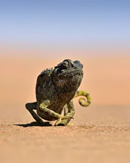 <b class=qtipBold><figcaption>Desert Chameleon</figcaption></b><br>Close-up of a desert chameleon in the Namib Desert.<br><em>© Dirk Freder</em> Desert Chameleon