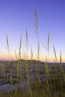 Desert grass against sandstone formations, dusk, autumn Desert grass against sandstone formations, dusk, autumn