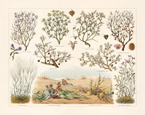 Desert plants, chromolithograph, published in 1897 Desert plants, chromolithograph, published in 1897