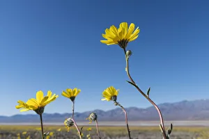 Desert sunflowers (Geraea Canescens) reaching towards sun during super-bloom Desert sunflowers (Geraea Canescens) reaching towards sun during super-bloom