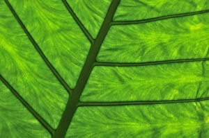 Detailed view of a leaf, Vietnam, Southeast Asia