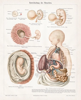 Development of human chromolithograph 1895 Development of human chromolithograph 1895