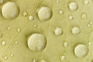 Dew drops on a beech leaf, Waldhauser, Bavaria, Germany Dew drops on a beech leaf, Waldhauser, Bavaria, Germany