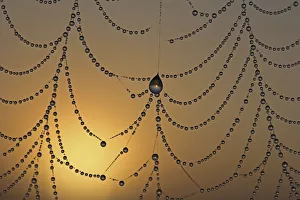 Dewdrops on a spider web in front the sunrise, macro Dewdrops on a spider web in front the sunrise, macro