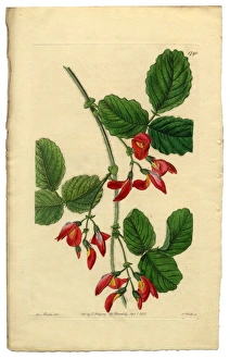 Diadelphia Decandria Victorian Botanical Illustration, Kennedya Marryattae, Kennedya, 1835 Diadelphia Decandria Victorian Botanical Illustration, Kennedya Marryattae, Kennedya, 1835