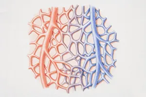 Diagram of capillary network running between arteriole and venule Diagram of capillary network running between arteriole and venule