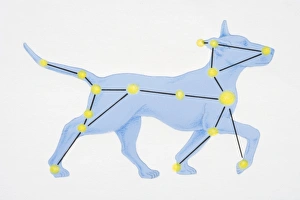A diagram illustrating the constellation of Canis Major complete with image of dog A diagram illustrating the constellation of Canis Major complete with image of dog