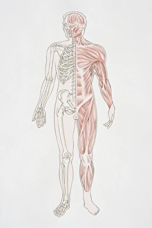 Diagram illustrating the human musculo-skeletal system Diagram illustrating the human musculo-skeletal system