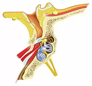 Biomedical Illustration Gallery: Diagram of inner ear showing auditory canal, eardrum, semicircular canals, cochlea, cochlea nerve