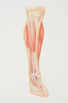 Diagram of lower leg illustrating muscle groups, nerves and veins Diagram of lower leg illustrating muscle groups, nerves and veins