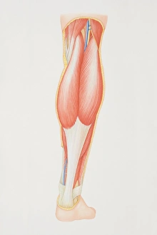 Diagram of back of lower leg illustrating muscle groups, nerves and veins Diagram of back of lower leg illustrating muscle groups, nerves and veins