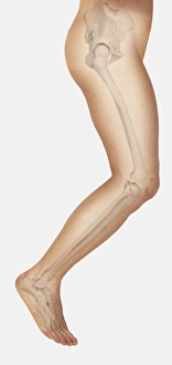 Diagram showing bones inside human leg, leaping forward Diagram showing bones inside human leg, leaping forward