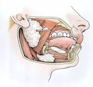 Images Dated 4th December 2006: Diagram showing inside of mouth and salivary glands