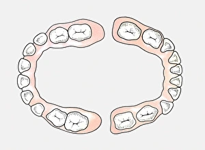 Diagram of upper and lower teeth of a baby Diagram of upper and lower teeth of a baby