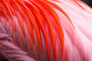 Different shades of flamingo pink feathers Different shades of flamingo pink feathers