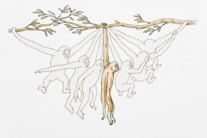 Different stages of monkey swinging from branch to branch Different stages of monkey swinging from branch to branch