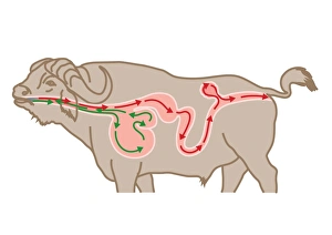 Digital cross section illustration of four chambers in stomach of ruminant, showing rumen Digital cross section illustration of four chambers in stomach of ruminant, showing rumen