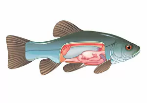 Digital cross section illustration of fish showing gas bladder which contributes to the ability to control buoyancy