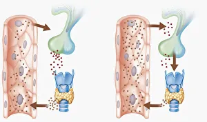 Digital cross section illustration of hypothalamus triggering chain reaction of reduced Digital cross section illustration of hypothalamus triggering chain reaction of reduced