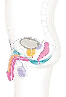 Digital cross section illustration of male reproductive system Digital cross section illustration of male reproductive system