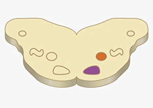 Digital cross section illustration of medial nucleus and lateral superior olive in human Digital cross section illustration of medial nucleus and lateral superior olive in human