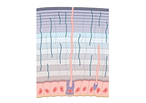 Digital cross section illustration of procuticle divided into hardended exocuticle with Digital cross section illustration of procuticle divided into hardended exocuticle with