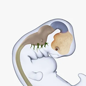 Digital illustration of 7 week old human embryo Digital illustration of 7 week old human embryo