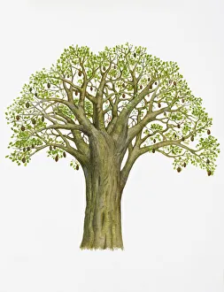 Digital illustration of Adansonia digitata (Baobab), with abundance of green leaves Digital illustration of Adansonia digitata (Baobab), with abundance of green leaves